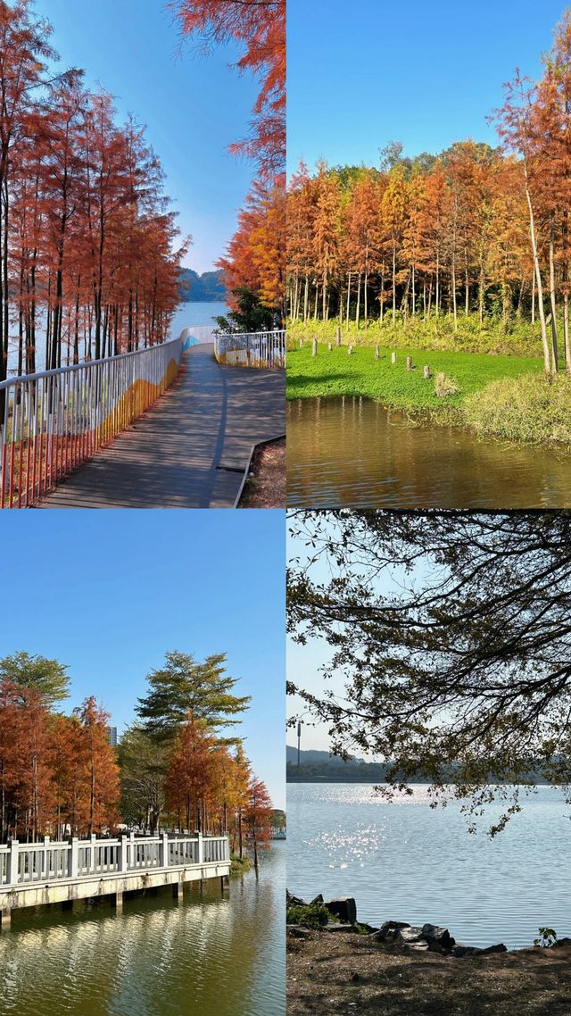 午後的荔湖公園已經被染成了焦糖色！
