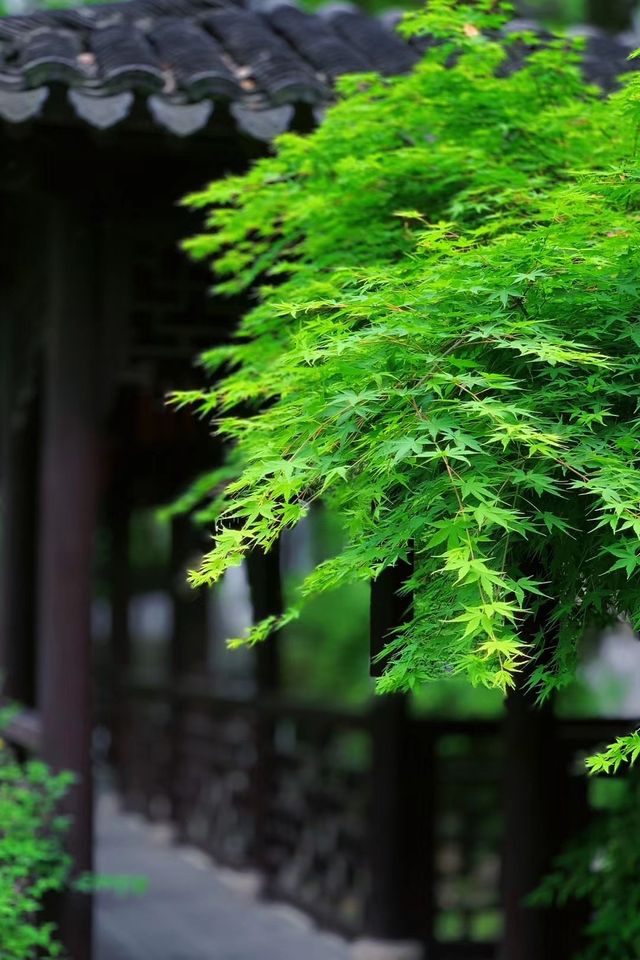 蘇州市 · 亭林園