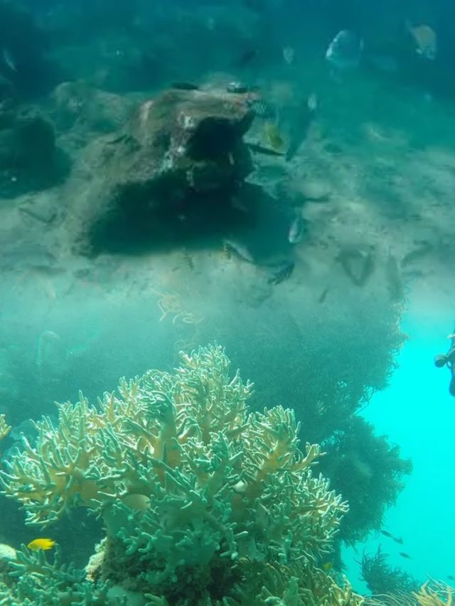 黃金海岸潛水攻略：與海洋精靈共舞的浪漫之旅