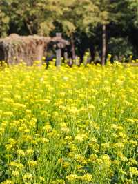 園博苑1-2月賞花攻略春節限定別錯過