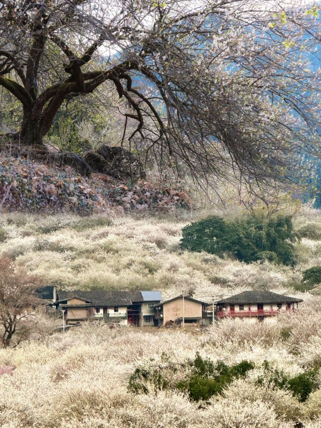 這不是雪，這是永泰青梅的盛開