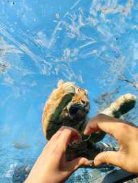 春節假期一定要來打卡的西霞口神雕山野生動物園