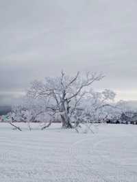 哈爾濱-雪鄉帶孩子滑雪超詳細攻略不看後悔