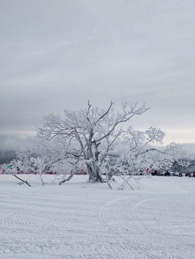 哈爾濱-雪鄉帶孩子滑雪超詳細攻略不看後悔