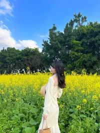 光明歡樂田園 ᵕ̈ 闖進春日的油菜花田