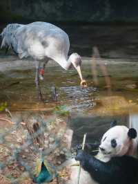 南京動物園｜超級出片，解鎖動物王國的秘密