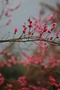 重慶 | 白公館紅梅林