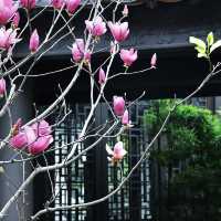 比起雲台花園🌸更愛廣州古風庭院繡球花海
