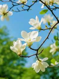 申城玉蘭花開啦！附觀賞地圖→。