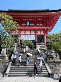 春日限定！奈良櫻花與小鹿的神仙同框攻略
