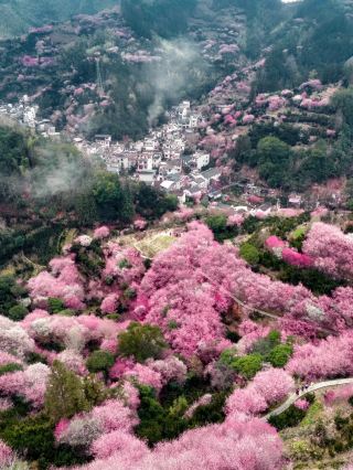 It turns out the Peach Blossom Spring described by Tao Yuanming actually exists!!