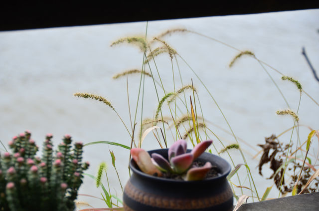 運河邊的Staycation，春日慢生活。