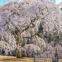 🌸京都岚山 | 坐電車追櫻去啦🌸