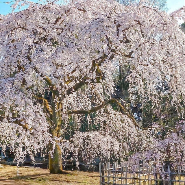 🌸京都岚山 | 坐電車追櫻去啦🌸