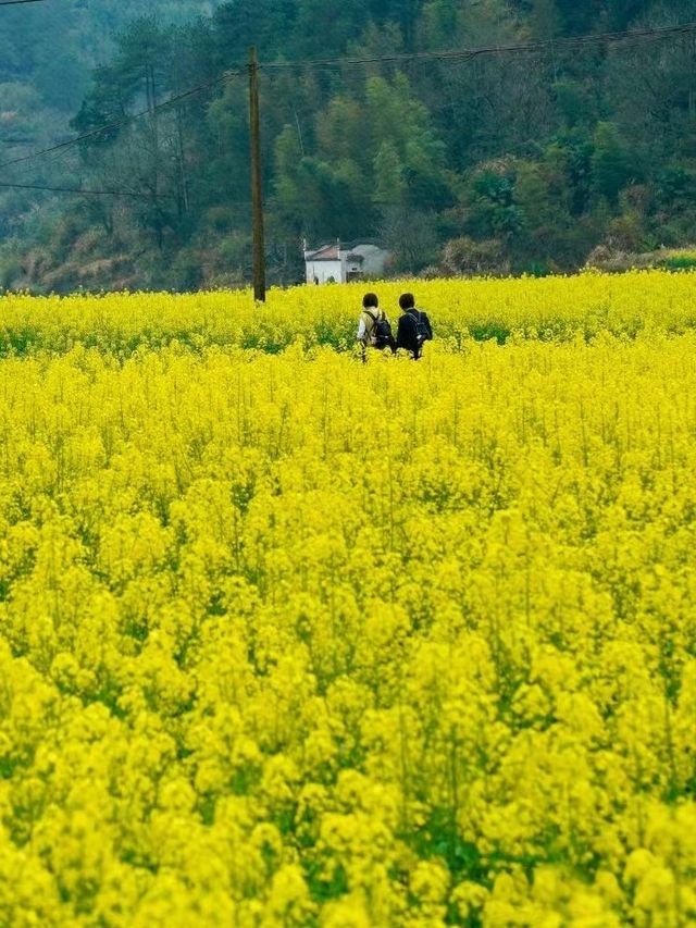 婺源油菜花季，解鎖春日限定的「中國最美鄉村」