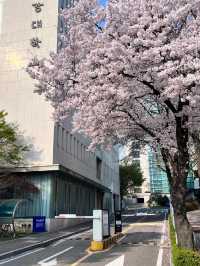 🌸邂逅首爾櫻花季，浪漫藏在每一幀live圖裡