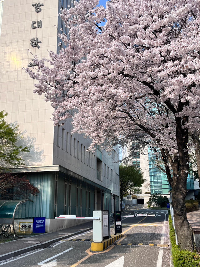 🌸邂逅首爾櫻花季，浪漫藏在每一幀live圖裡