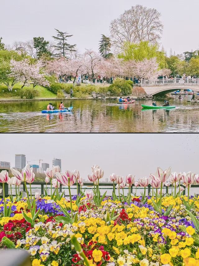 南京玄武湖公園，漫步賞櫻超治癒