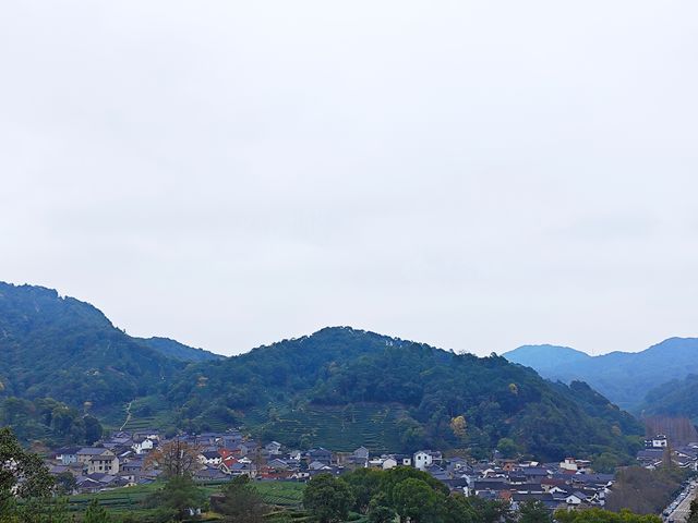 去梅家塢喝茶賞花吧