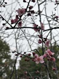 尋找春天的色彩，就來徐家匯公園吧