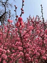 明城牆遺址的梅花～