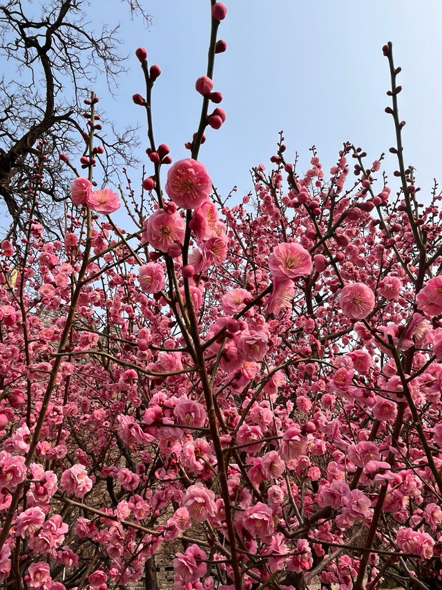 明城牆遺址的梅花～