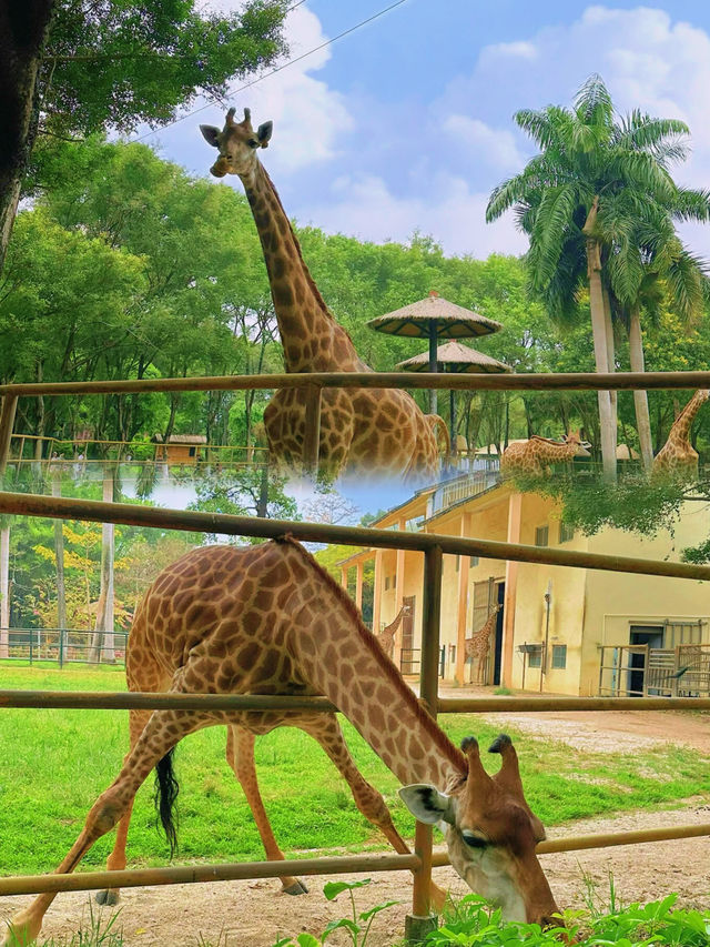 南寧動物園遊玩攻略：盡享樂趣與知識的絕佳去處