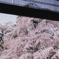 🌸2025日本關西賞櫻攻略 | 必去景點大揭秘！