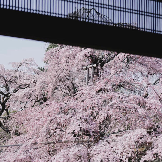 🌸2025日本關西賞櫻攻略 | 必去景點大揭秘！