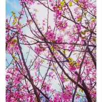 🌸🌸香港春日限定 | 東涌櫻花園🌸