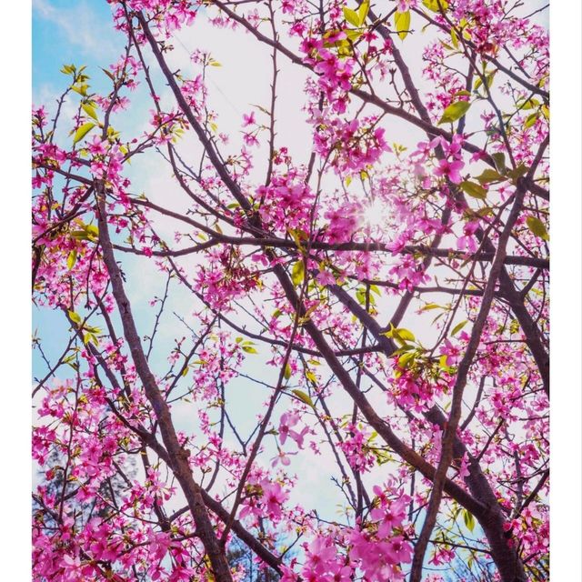 🌸🌸香港春日限定 | 東涌櫻花園🌸