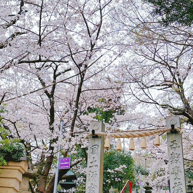 🌸在福岡愛宕神社，邂逅一整山的浪漫