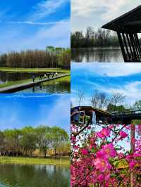 高鐵直達江浙滬被嚴重低估的濕地公園