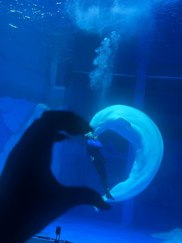 親測廣州海洋館真係好玩又好拍
