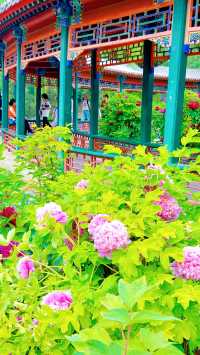 北京賞花全攻略…花王盛宴直接美到心坎了