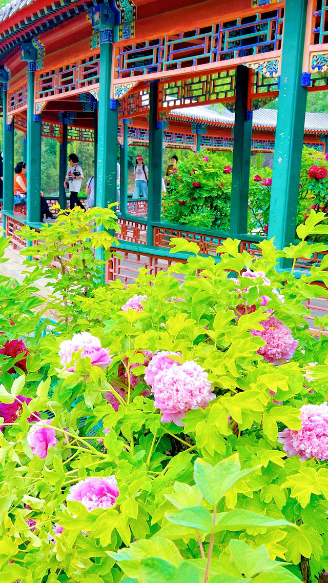 北京賞花全攻略…花王盛宴直接美到心坎了