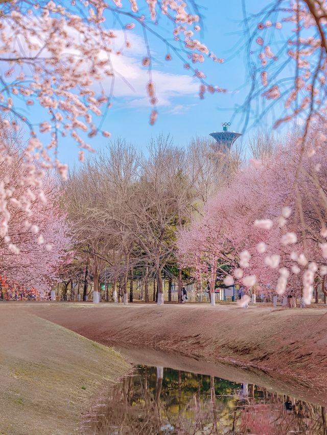 【春日限定】奧森桃花谷 花海美到心醉