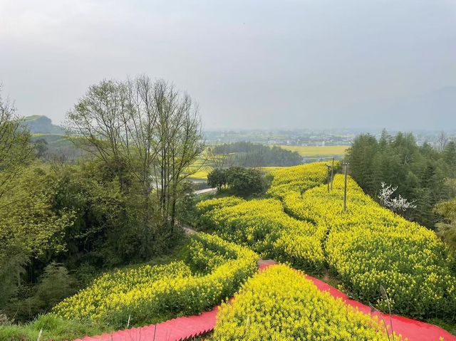 重慶墊江萬畝油菜花田