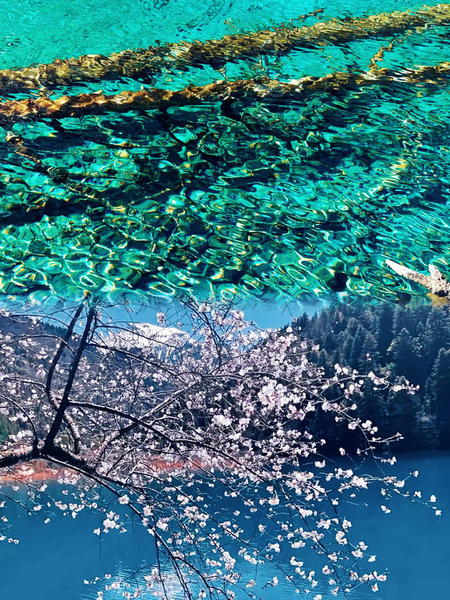 九寨溝—藏在川西的人間仙境密碼 簡直就是保姆級攻略 快來看吧