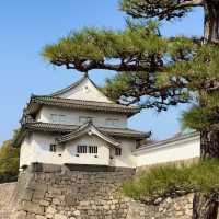 大阪城公園櫻花現狀！別當了大冤種