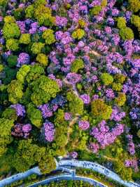 雲端花海 3月梧桐山賞花攻略