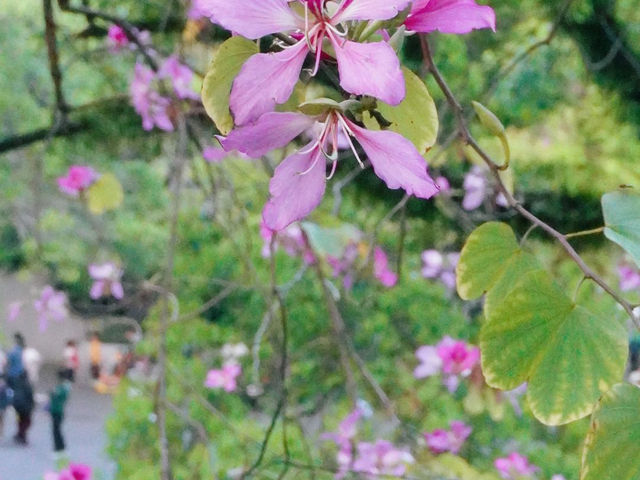 越秀公園，超級好玩的廣州城市綠洲✨