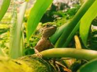Zimalin Zoo: Rare Species and Wildlife Paradise