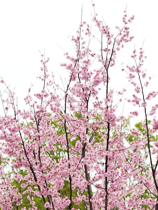 杭州跨湖橋畔，賞櫻花攻略