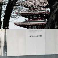 東京淺草寺賞櫻｜春天是個巨大的能量場