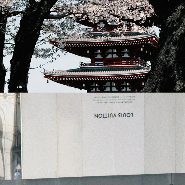東京淺草寺賞櫻｜春天是個巨大的能量場