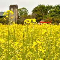🌼深圳隱藏版復古田園文藝地圖🌼