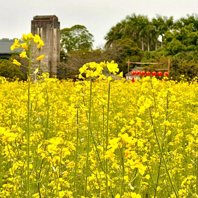 🌼深圳隱藏版復古田園文藝地圖🌼