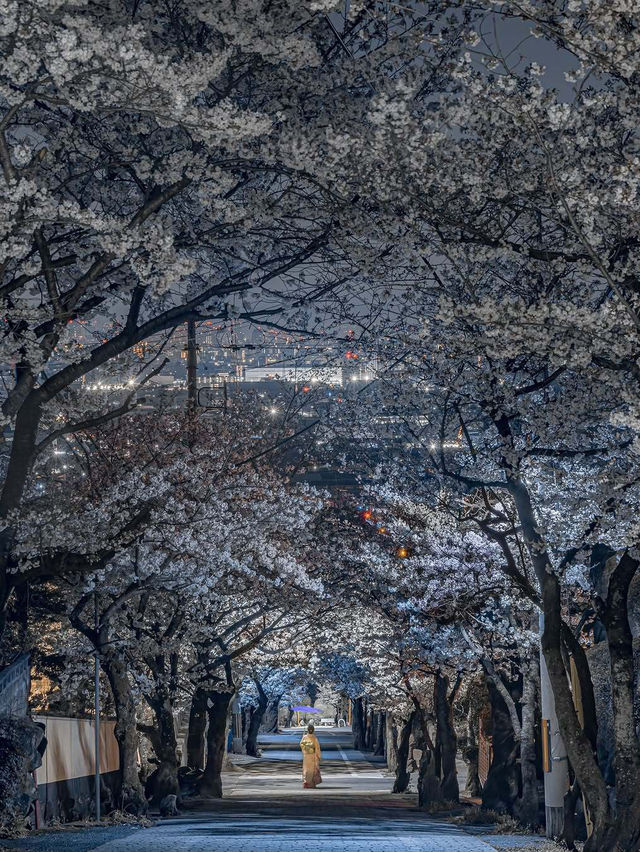  2025 年你不能錯過！東京夜櫻點燈時間大全！