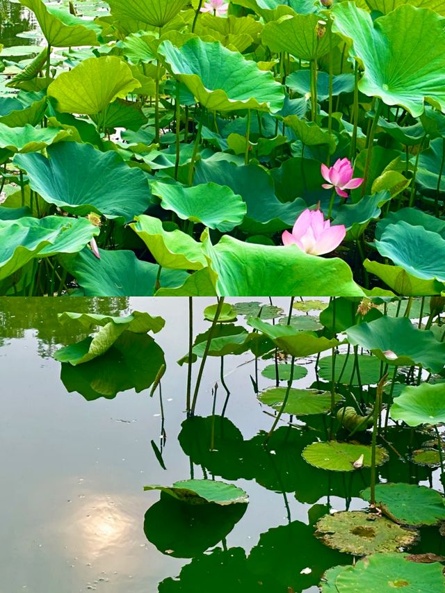 興化賞荷花‖打卡避坑攻略
